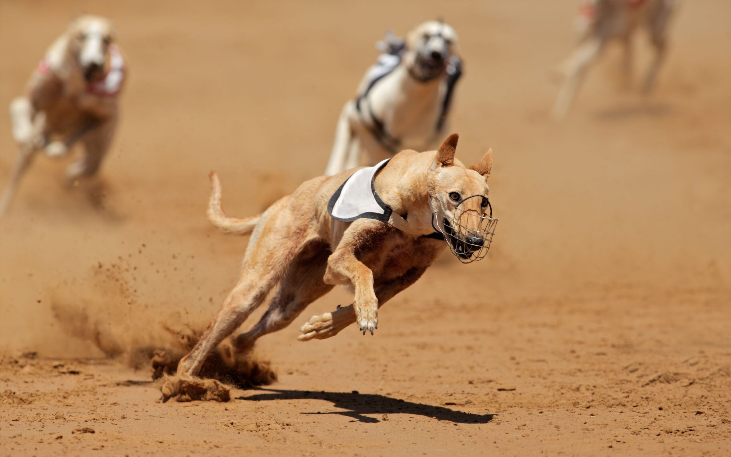 - Greyhound dogs racing