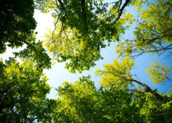 Why trees are a crucial ingredient for sustainable food systems