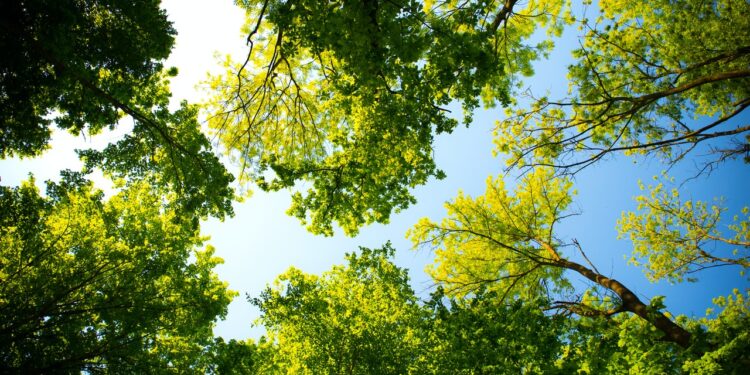 Why trees are a crucial ingredient for sustainable food systems