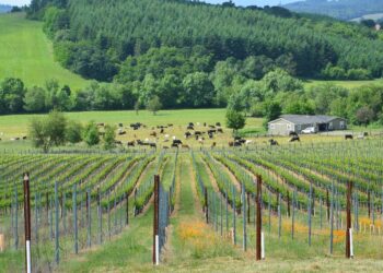 Industry On Tap: Wineries