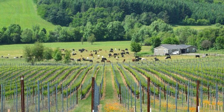 Industry On Tap: Wineries