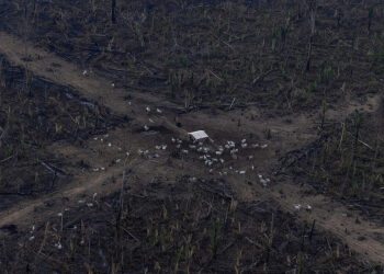 ‘It’s legendary for its quality’: Springbank 1919, a record-breaking single malt