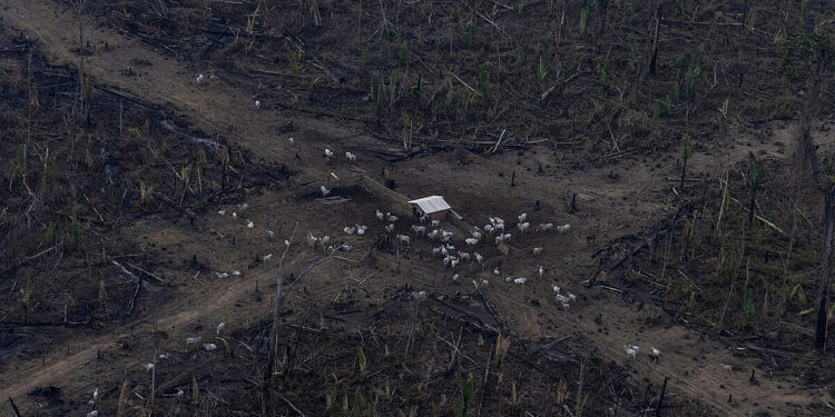 ‘It’s legendary for its quality’: Springbank 1919, a record-breaking single malt