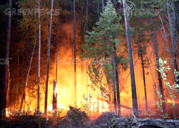Has the zombie apocalypse of forest fires begun?