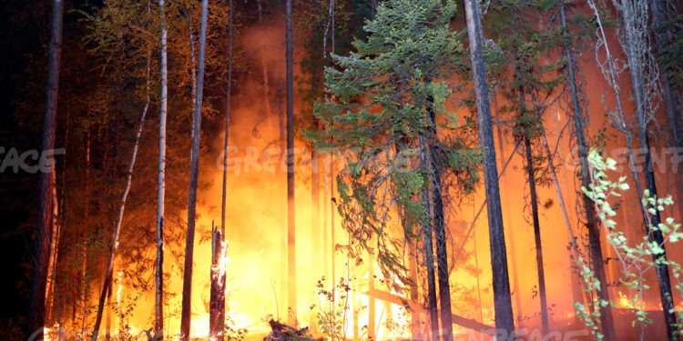 Has the zombie apocalypse of forest fires begun?