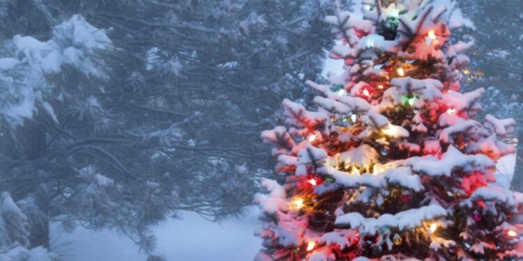 Real vs. Fake—Which Christmas tree is better for the environment? - CEO North America Oil and Bitcoin Recover as Omicron Shock Fades
