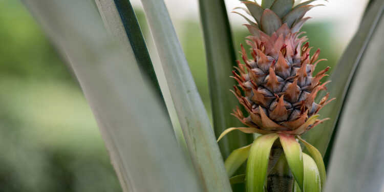 Wish You Were Here: Celebrating Hawaii’s Unique Agriculture This Winter - CEO North America Virtual Reality Up, Traditional TV Down: PwC