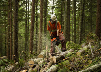 Can Family-Owned Forests Help the U.S. Achieve a Low-Carbon Future?