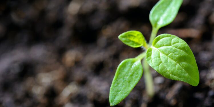 A Thai startup is working on a plant-based Covid vaccine using tobacco leaves - CEO North America A Thai startup is working on a plant-based Covid vaccine using tobacco leaves