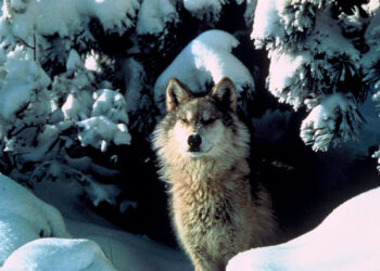 NCBA and PLC Disappointed in Court Decision to Relist Gray Wolves Under ESA