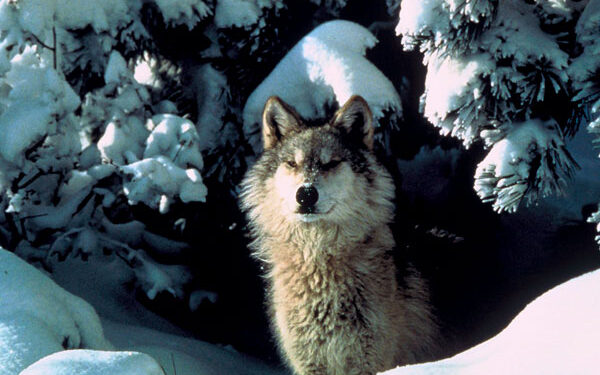 NCBA and PLC Disappointed in Court Decision to Relist Gray Wolves Under ESA