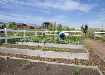 3 Innovative Solutions for Rewilding Our Cities