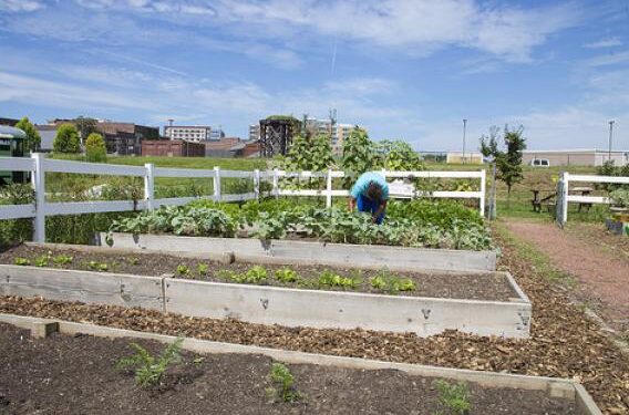 3 Innovative Solutions for Rewilding Our Cities - CEO North America 3 Innovative Solutions for Rewilding Our Cities