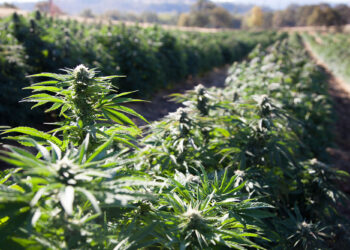 Floral Hemp: From the Field and Greenhouse to CBD