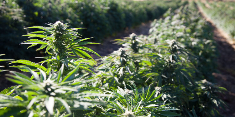 Floral Hemp: From the Field and Greenhouse to CBD - CEO North America Floral Hemp: From the Field and Greenhouse to CBD