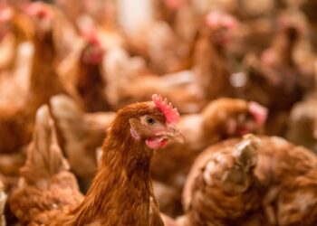 USDA: Creating Better Vaccines