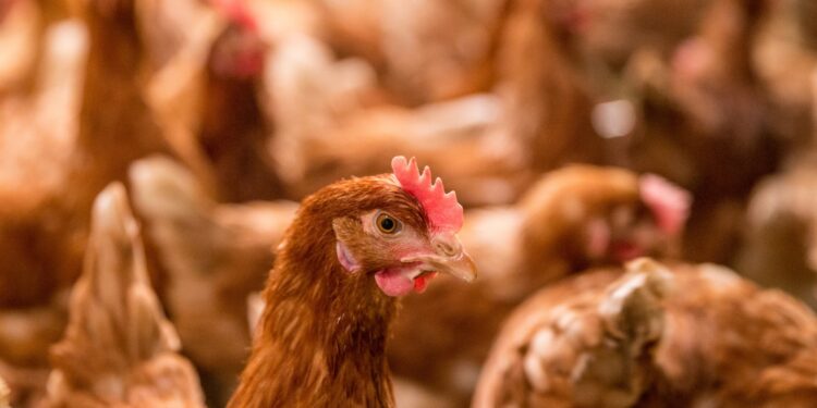 USDA: Creating Better Vaccines