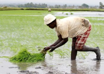 Ukraine Invasion to Impact Global Food Security