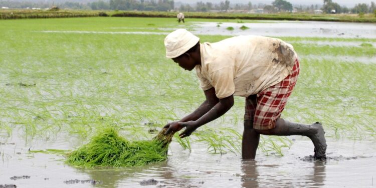 Ukraine Invasion to Impact Global Food Security - CEO North America Ukraine Invasion to Impact Global Food Security