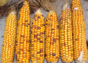 Maize Market Forecast Predicts $41 Billion Growth by 2026
