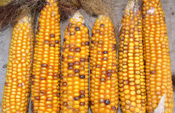 Maize Market Forecast Predicts $41 Billion Growth by 2026