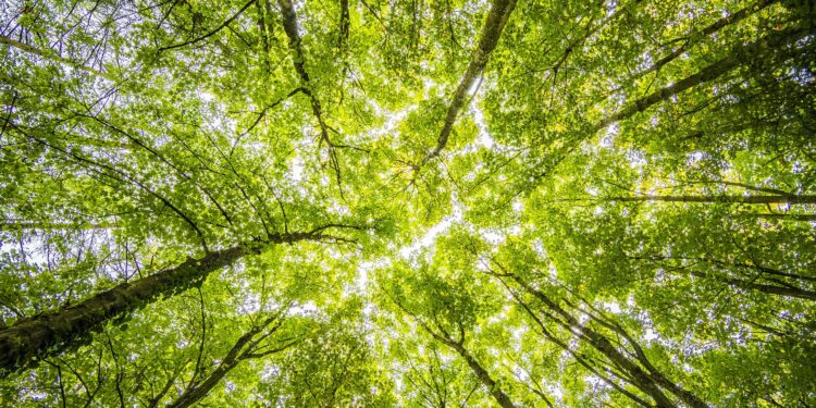 <strong>Directors Can Up Their Game on Environmental, Social, and Governance Issues</strong> - CEO North America Directors Can Up Their Game on Environmental, Social, and Governance Issues