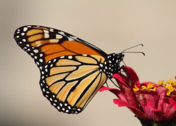 Monarch butterfly added to the international threatened species list