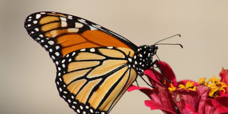 Monarch butterfly added to the international threatened species list