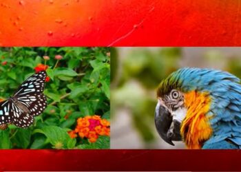 Stretchy, color-shifting materials / MIT