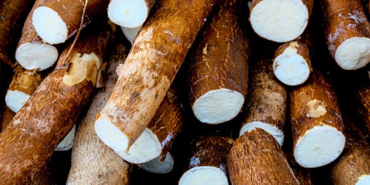 Helping cassava farmers by extending crop life