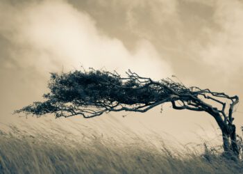 Can Resilience Shape a Shifting Landscape?