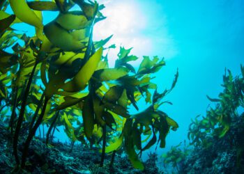 How Seaweed Could Replace Plastic Packaging