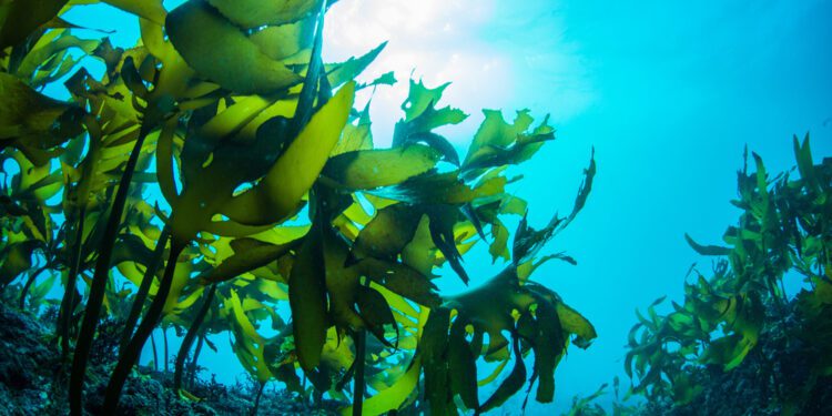 How Seaweed Could Replace Plastic Packaging