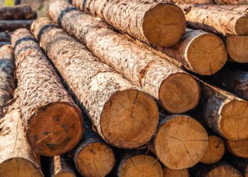 Researchers harvest electricity from wood soaking in water