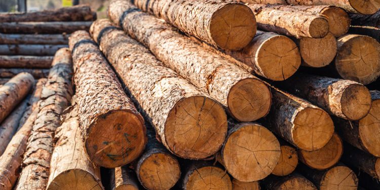 Researchers harvest electricity from wood soaking in water
