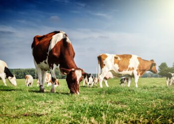 Equilibrium/Sustainability — Countering climate cost of cows