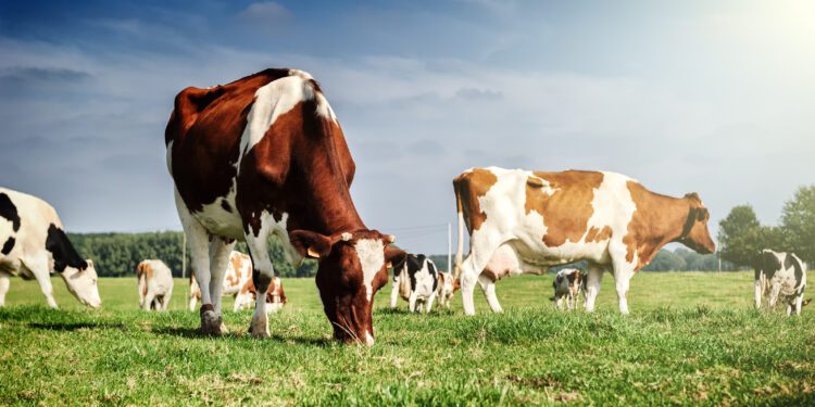 Equilibrium/Sustainability — Countering climate cost of cows