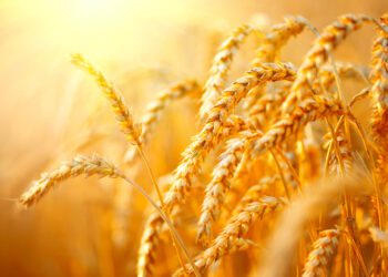 Hybrid wheat hitting U.S. fields as climate and war threaten global food supplies