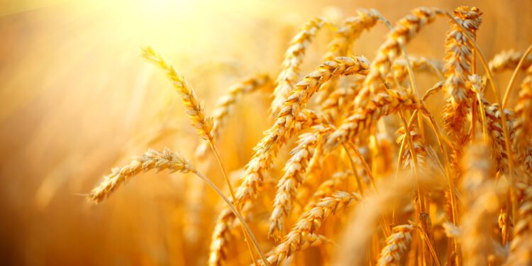 Hybrid wheat hitting U.S. fields as climate and war threaten global food supplies