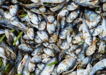 Tiny fish disappearing in Atlantic waters