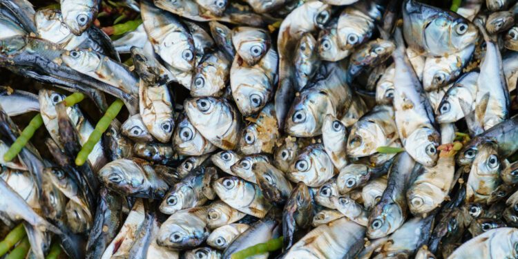 Tiny fish disappearing in Atlantic waters