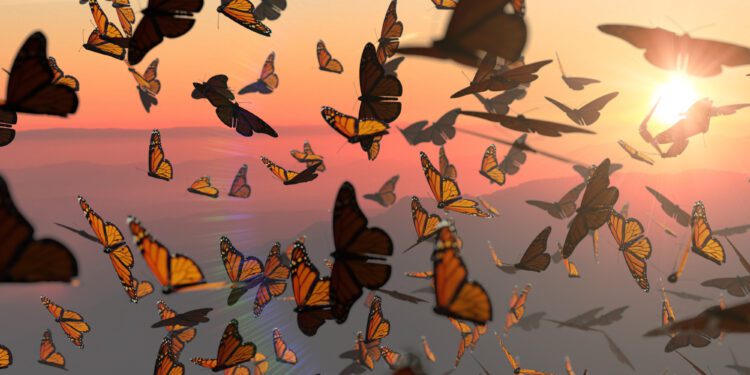 Monarch butterfly’s wings hold species survival secret