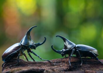 Missing wings on alien beetle present evolutionary mystery