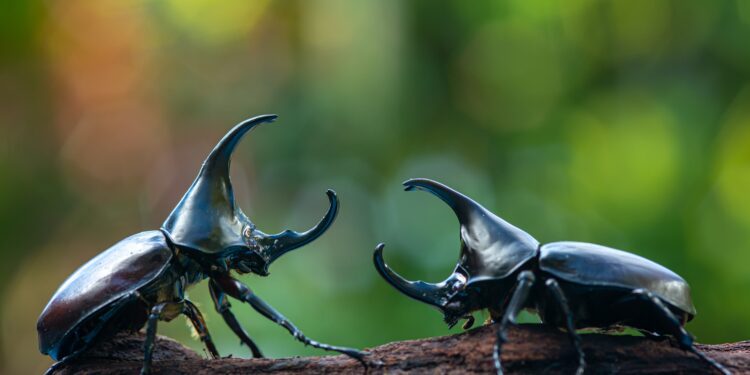 Missing wings on alien beetle present evolutionary mystery