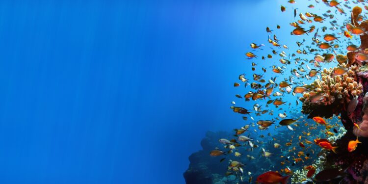 Ocean heatwave threatens marine life, livelihoods - CEO North America Ocean heatwave threatens marine life, livelihoods