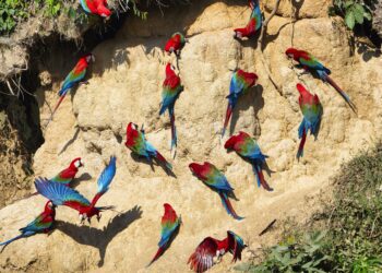 Tropical forest losses up in 2022 despite pledge to end them