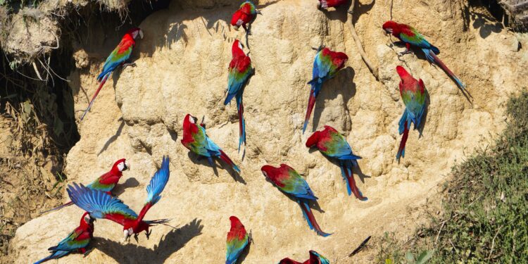 Tropical forest losses up in 2022 despite pledge to end them