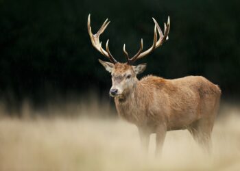 Covid mutations probably passed by deer