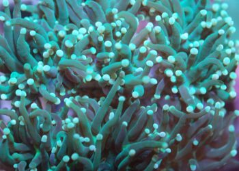 Deep-sea metal rush blocked by environmental concerns