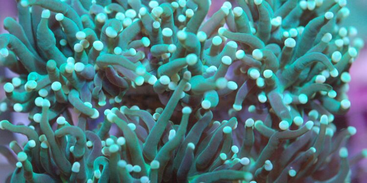 Deep-sea metal rush blocked by environmental concerns